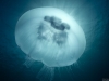 Shining jellyfish