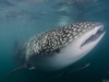 The whale shark portrait