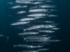 Barracuda ladder