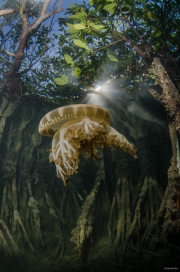 UFO in mangroves