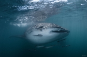 Whale shark at the Gulf of Thailand