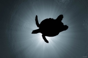The soaring turtle