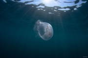 Aurelia jellyfish