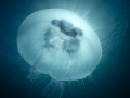 Shining jellyfish