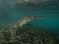 Graceful crocodile