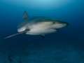 Shark portrait