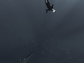 Shark and freediver