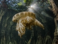 UFO in mangroves