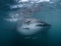 Whale shark at the Gulf of Thailand