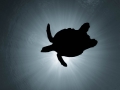 The soaring turtle