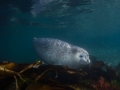 Spotted seal