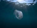 Aurelia jellyfish